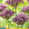 ohgreen Bloembollen|Ecocheques|5 allium atropurpureum