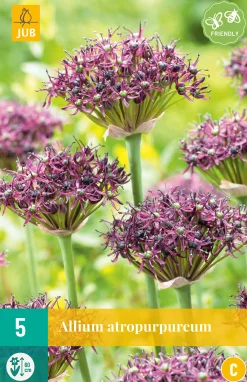 ohgreen Bloembollen|Ecocheques|5 allium atropurpureum