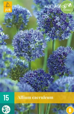 ohgreen Bloembollen|Ecocheques|15 allium caeruleum