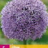 ohgreen Bloembollen|Ecocheques|5 allium gladiator