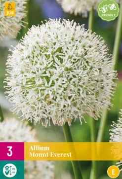 ohgreen Bloembollen|Ecocheques|3 allium mount everest