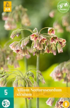 ohgreen Bloembollen|Ecocheques|5 allium (nectaroscodum) siculum