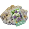 ohgreen Bloembollen|Ecocheques|40 allium paars-wit