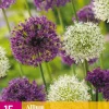 ohgreen Bloembollen|Ecocheques|15 allium paars-wit mix