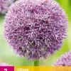 ohgreen Bloembollen|Ecocheques|2 allium pinball wizard