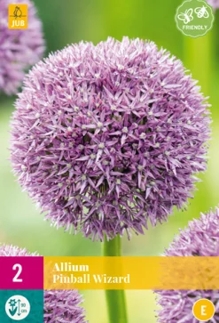ohgreen Bloembollen|Ecocheques|2 allium pinball wizard