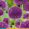 ohgreen Bloembollen|Ecocheques|5 allium purple sensation