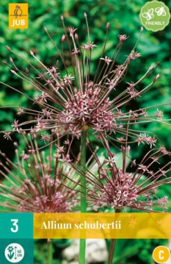 ohgreen Bloembollen|Ecocheques|3 allium schubertii