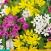 ohgreen Bloembollen|Ecocheques|25 allium species mix