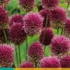 ohgreen Bloembollen|Ecocheques|25 allium sphaerocephalon