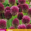 ohgreen Bloembollen|Ecocheques|100 allium sphaerocephalon
