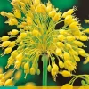 ohgreen Bloembollen|Ecocheques|7 allium yellow fantasy