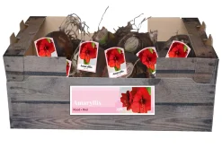 ohgreen Bloembollen|Ecocheques|1 amaryllis rood