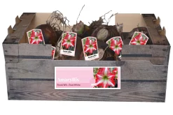 ohgreen Bloembollen|Ecocheques|1 amaryllis rood-wit