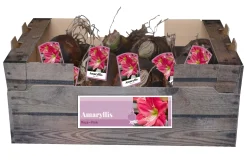 ohgreen Bloembollen|Ecocheques|1 amaryllis roze