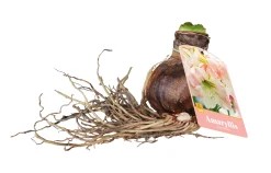 ohgreen Bloembollen|Ecocheques|1 amaryllis roze-wit