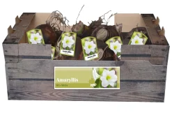 ohgreen Bloembollen|Ecocheques|1 amaryllis wit