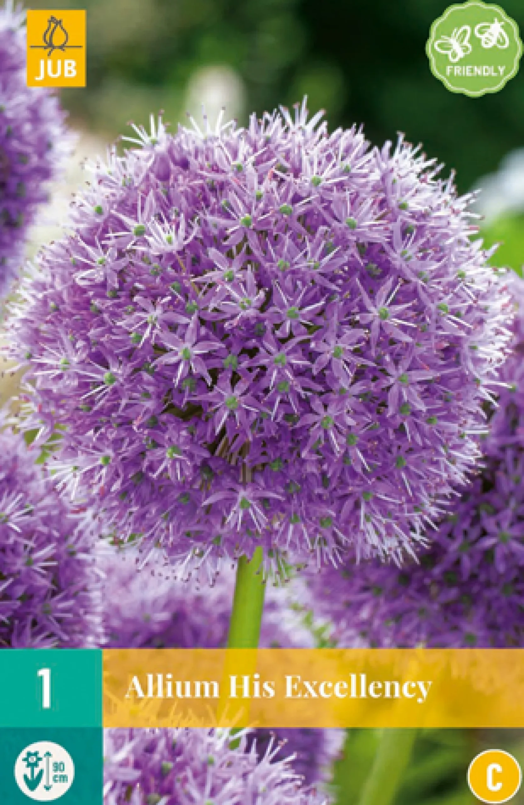 ohgreen Bloembollen|Ecocheques|1 bloembol allium his excellency