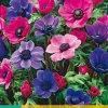 ohgreen Bloembollen|Ecocheques|15 bloembollen anemone coronaria paars-roze mix