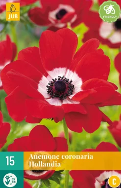 ohgreen Bloembollen|Ecocheques|15 bloembollen anemone coronaria hollandia