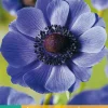 ohgreen Bloembollen|Ecocheques|15 bloembollen anemone coronaria mr. fokker