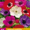 ohgreen Bloembollen|Ecocheques|30 bloembollen anemone de caen mix