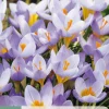 ohgreen Ecocheques|Bloembollen|15 bloembollen crocus rosalind