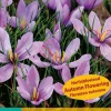 ohgreen Bloembollen|Ecocheques|10 bloembollen crocus sativus