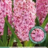 ohgreen Ecocheques|Bloembollen|3 bloembollen hyacinthus dubbel roze