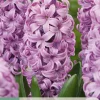 ohgreen Ecocheques|Bloembollen|5 bloembollen hyacinthus purple voice