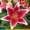 ohgreen Bloembollen|Ecocheques|2 bloembollen lilium oriental rood-wit