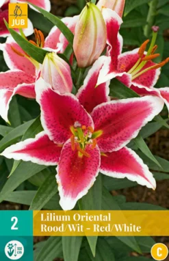 ohgreen Bloembollen|Ecocheques|2 bloembollen lilium oriental rood-wit