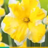 ohgreen Bloembollen|Ecocheques|5 bloembollen narcissus cassata