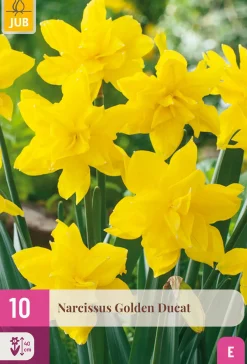 ohgreen Bloembollen|Ecocheques|10 bloembollen narcissus golden ducat