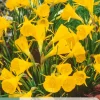 ohgreen Ecocheques|Bloembollen|5 bloembollen narcissus golden bells