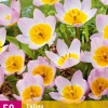 ohgreen Bloembollen|Ecocheques|5 bloembollen0 tulipa bakeri lilac wonder
