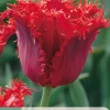 ohgreen Ecocheques|Bloembollen|7 bloembollen tulipa calibra