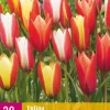 ohgreen Bloembollen|Ecocheques|20 bloembollen tulipa clusiana mix