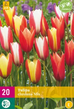 ohgreen Bloembollen|Ecocheques|20 bloembollen tulipa clusiana mix