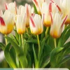 ohgreen Ecocheques|Bloembollen|7 bloembollen tulipa floresta