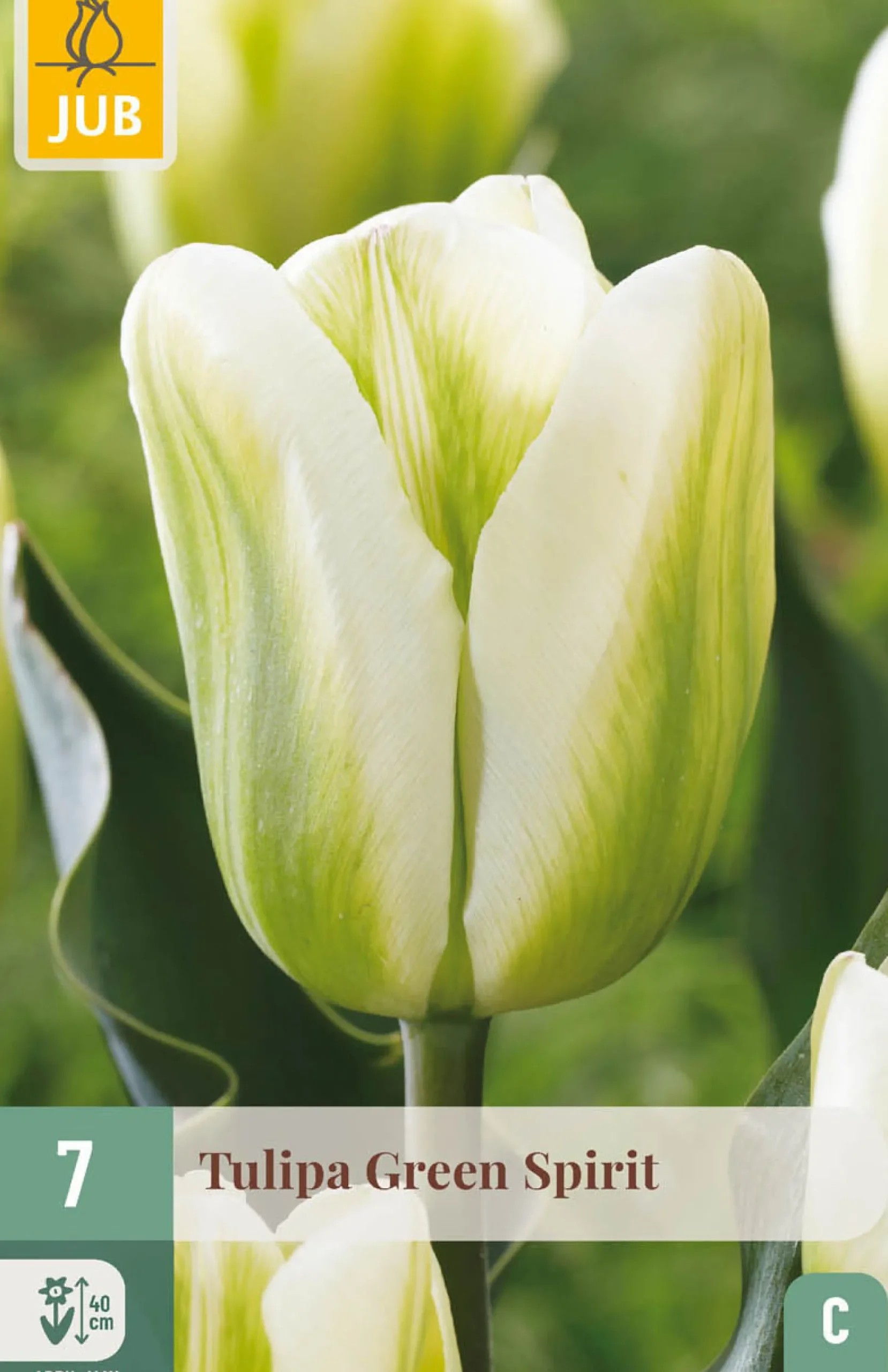 ohgreen Ecocheques|Bloembollen|7 bloembollen tulipa green spirit