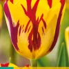 ohgreen Bloembollen|Ecocheques|7 bloembollen tulipa helmar