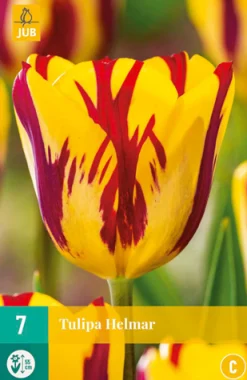 ohgreen Bloembollen|Ecocheques|7 bloembollen tulipa helmar