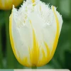 ohgreen Ecocheques|Bloembollen|7 bloembollen tulipa lemon beauty