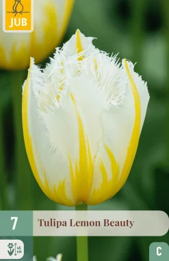ohgreen Ecocheques|Bloembollen|7 bloembollen tulipa lemon beauty