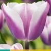 ohgreen Bloembollen|Ecocheques|7 bloembollen tulipa librije