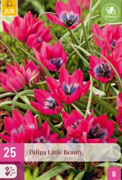 ohgreen Ecocheques|Bloembollen|25 bloembollen tulipa little beauty