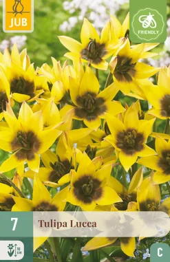 ohgreen Ecocheques|Bloembollen|7 bloembollen tulipa lucca