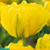 ohgreen Ecocheques|Bloembollen|7 bloembollen tulipa marie jo