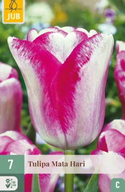 ohgreen Bloembollen|Ecocheques|7 bloembollen tulipa mata hari